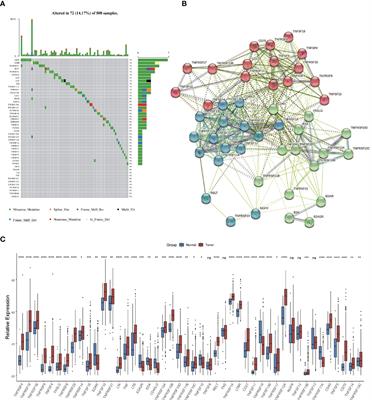 TNF Patterns and Tumor Microenvironment Characterization in Head and Neck Squamous Cell Carcinoma